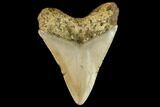 Fossil Megalodon Tooth - North Carolina #109684-2